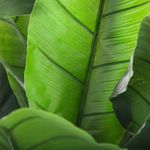 Casa si Gradina - Decoratiuni - Obiecte decorative - Plante artificiale - Planta artificiala bananier cu ghiveci, frunze EVA/PE bogate, aspect tropical exotic, fara intretinere, 116x116x168 - Infinity.ro