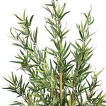 Casa si Gradina - Decoratiuni - Obiecte decorative - Plante artificiale - Planta artificiala bambus cu ghiveci, poliester, frunzis aerisit aspect natural, fara intretinere, 65x56x120 cm, verde - Infinity.ro