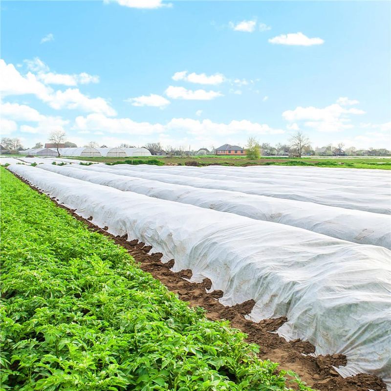 Casa si Gradina - Gradinarit si plante - Sere si solarii - Agrotextil alb polipropilena 70g/m2 protectie UV, ventilatie plante, rezistent intemperii, 50x1.1 m - Infinity.ro