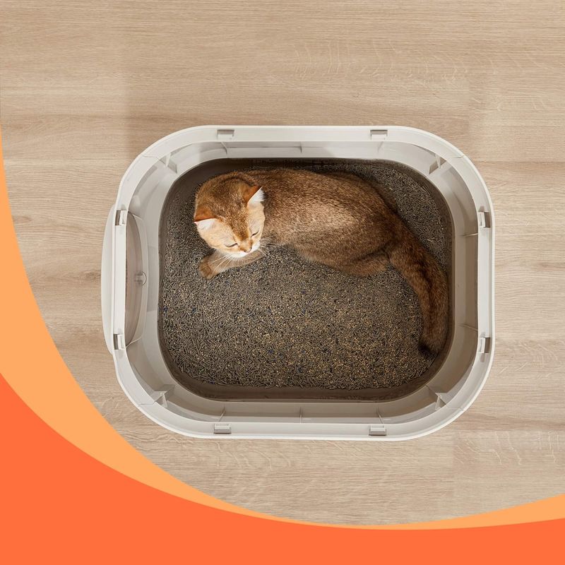 Petshop - Ingrijire si Igiena - Litiere si accesorii - Litiere acoperite - Litiera pisici xxl cu capac tava extensibila accesorii, 54x43x40 cm, design igienic, gri deschis - Infinity.ro