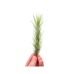 Casa si Gradina - Gradinarit si plante - Plante si ghivece - Plante in ghiveci - Planta aeriana, Tillandsia Funckiana, 8x3cm - Infinity.ro