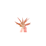 Casa si Gradina - Gradinarit si plante - Plante si ghivece - Plante in ghiveci - Planta aeriana Tillandsia Abdita, Rosie - Medie - Infinity.ro