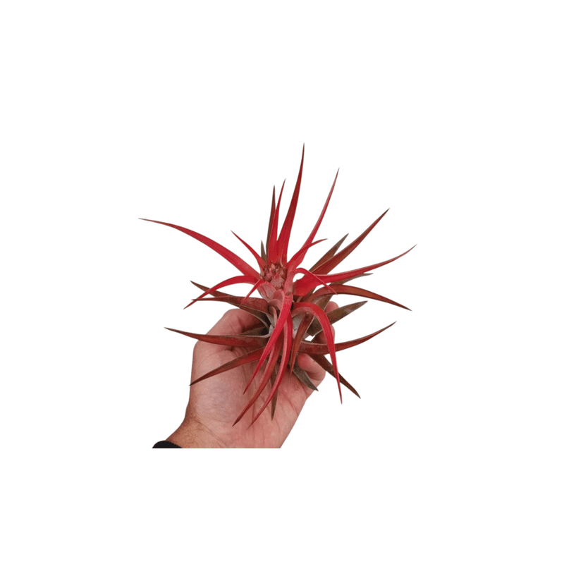 Casa si Gradina - Gradinarit si plante - Plante si ghivece - Plante in ghiveci - Planta aeriana Tillandsia Abdita, Rosie - Medie - Infinity.ro