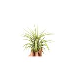 Casa si Gradina - Gradinarit si plante - Plante si ghivece - Plante in ghiveci - Planta aeriana, Tillandsia Ionantha Rubra - Medium - Infinity.ro