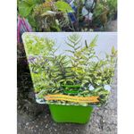 Casa si Gradina - Gradinarit si plante - Plante si ghivece - Plante in ghiveci - Feriga decorativa, Athyrium niponicum Metallicum, planta perena pentru umbra, ghiveci C5/P23, 1 buc - Infinity.ro