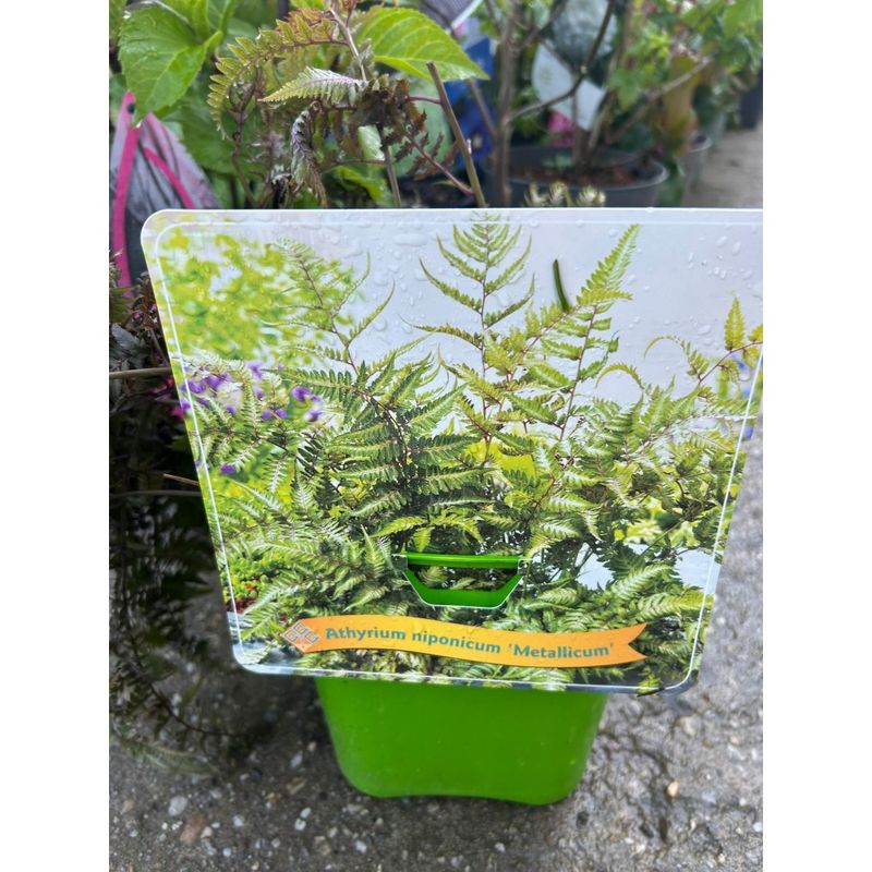 Casa si Gradina - Gradinarit si plante - Plante si ghivece - Plante in ghiveci - Feriga decorativa, Athyrium niponicum Metallicum, planta perena pentru umbra, ghiveci C5/P23, 1 buc - Infinity.ro