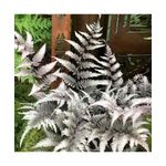 Casa si Gradina - Gradinarit si plante - Plante si ghivece - Plante in ghiveci - Feriga decorativa, Athyrium niponicum Metallicum, planta perena pentru umbra, ghiveci C5/P23, 1 buc - Infinity.ro
