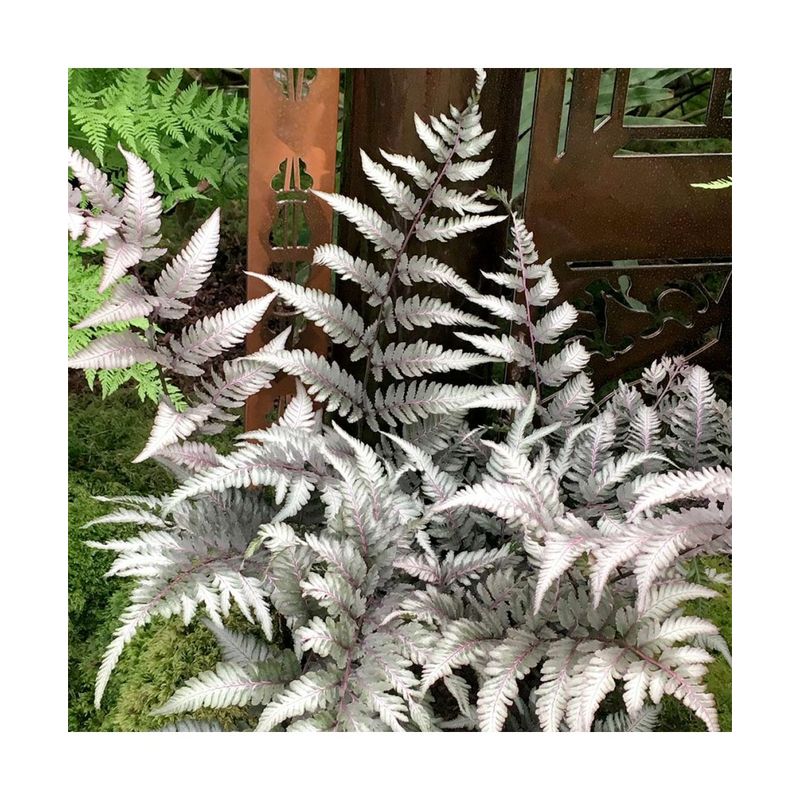 Casa si Gradina - Gradinarit si plante - Plante si ghivece - Plante in ghiveci - Feriga decorativa, Athyrium niponicum Metallicum, planta perena pentru umbra, ghiveci C5/P23, 1 buc - Infinity.ro