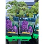 Casa si Gradina - Gradinarit si plante - Plante si ghivece - Pomi,arbusti si butasi - Delphinium Astolat, planta perena cu flori, violet, ghiveci P11, 1 buc - Infinity.ro