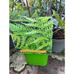 Casa si Gradina - Gradinarit si plante - Plante si ghivece - Plante in ghiveci - Feriga decorativa, Dryopteris erythrosora, planta perena pentru umbra, ghiveci C5/P23, 1 buc - Infinity.ro