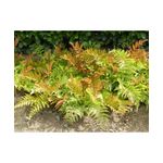 Casa si Gradina - Gradinarit si plante - Plante si ghivece - Plante in ghiveci - Feriga decorativa, Dryopteris erythrosora, planta perena pentru umbra, ghiveci C5/P23, 1 buc - Infinity.ro