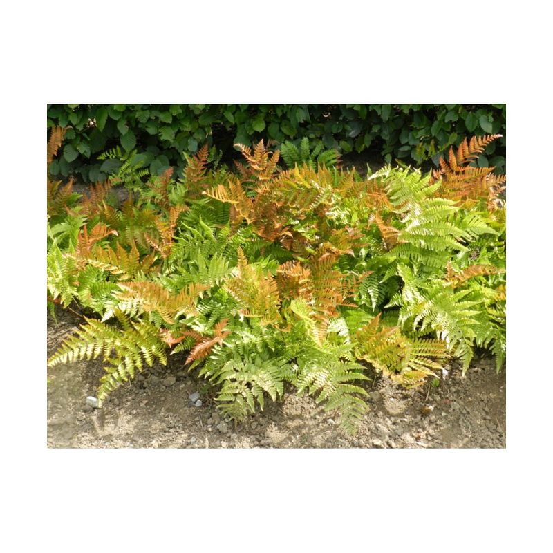 Casa si Gradina - Gradinarit si plante - Plante si ghivece - Plante in ghiveci - Feriga decorativa, Dryopteris erythrosora, planta perena pentru umbra, ghiveci C5/P23, 1 buc - Infinity.ro