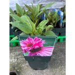 Casa si Gradina - Gradinarit si plante - Plante si ghivece - Pomi,arbusti si butasi - Echinacea Roz, planta perena cu flori, ghiveci P11, 1 buc - Infinity.ro