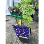 Casa si Gradina - Gradinarit si plante - Plante si ghivece - Plante in ghiveci - Delphinium Albastru , planta perena cu flori, ghiveci P11, 1 buc - Infinity.ro