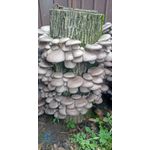 Casa si Gradina - Gradinarit si plante - Plante si ghivece - Bulbi, seminte si rasaduri - Miceliu Pleurotus - Infinity.ro