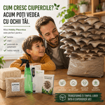 Casa si Gradina - Gradinarit si plante - Plante si ghivece - Bulbi, seminte si rasaduri - Kit complet pentru cultivare Pleurotus Hobby - Infinity.ro