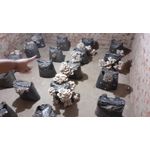 Casa si Gradina - Gradinarit si plante - Plante si ghivece - Bulbi, seminte si rasaduri - Kit complet pentru cultivare Pleurotus Hobby - Infinity.ro
