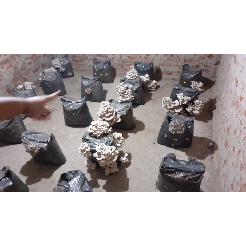 Casa si Gradina - Gradinarit si plante - Plante si ghivece - Bulbi, seminte si rasaduri - Kit complet pentru cultivare Pleurotus Hobby - Infinity.ro