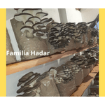 Casa si Gradina - Gradinarit si plante - Plante si ghivece - Bulbi, seminte si rasaduri - Miceliu Pleurotus - Infinity.ro