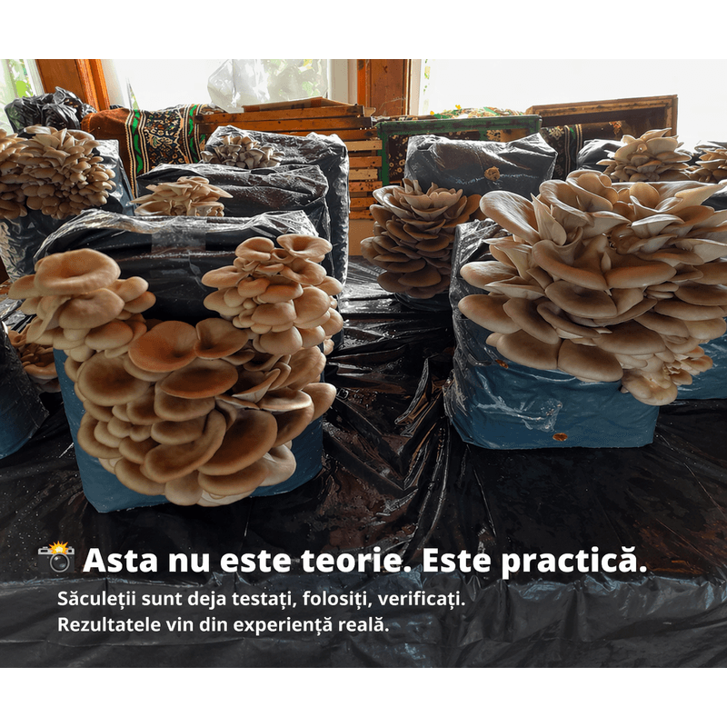 Casa si Gradina - Gradinarit si plante - Plante si ghivece - Bulbi, seminte si rasaduri - Kit complet pentru cultivare Pleurotus Hobby - Infinity.ro