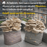Casa si Gradina - Gradinarit si plante - Plante si ghivece - Bulbi, seminte si rasaduri - Kit complet pentru cultivare Pleurotus Hobby - Infinity.ro
