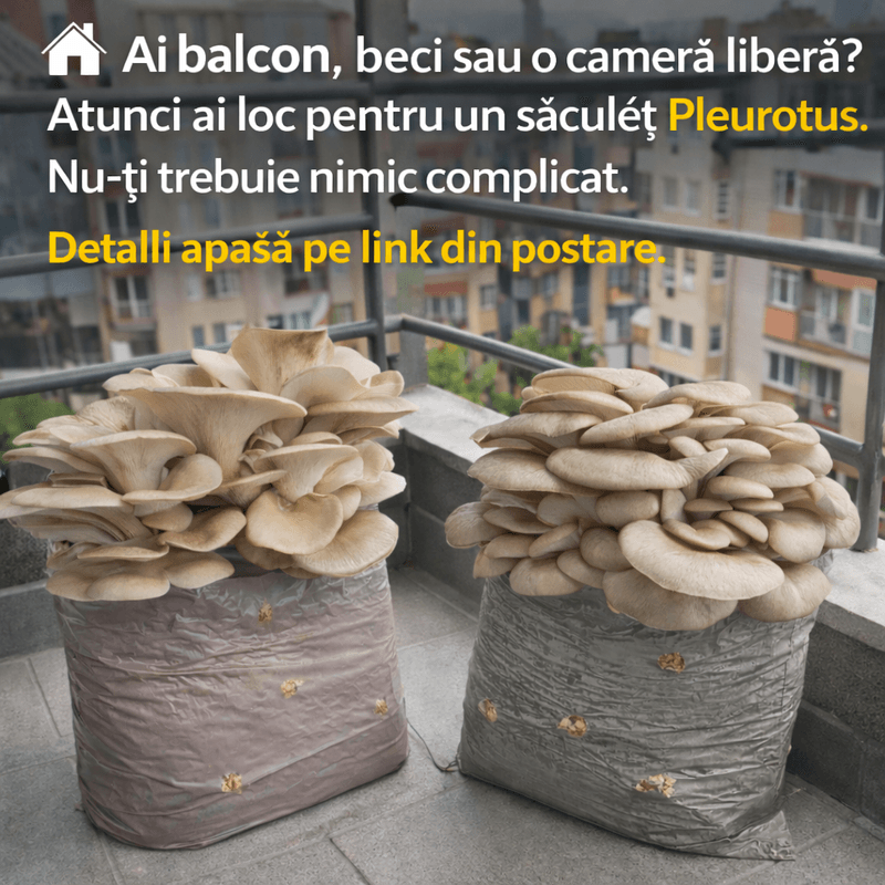 Casa si Gradina - Gradinarit si plante - Plante si ghivece - Bulbi, seminte si rasaduri - Kit complet pentru cultivare Pleurotus Hobby - Infinity.ro