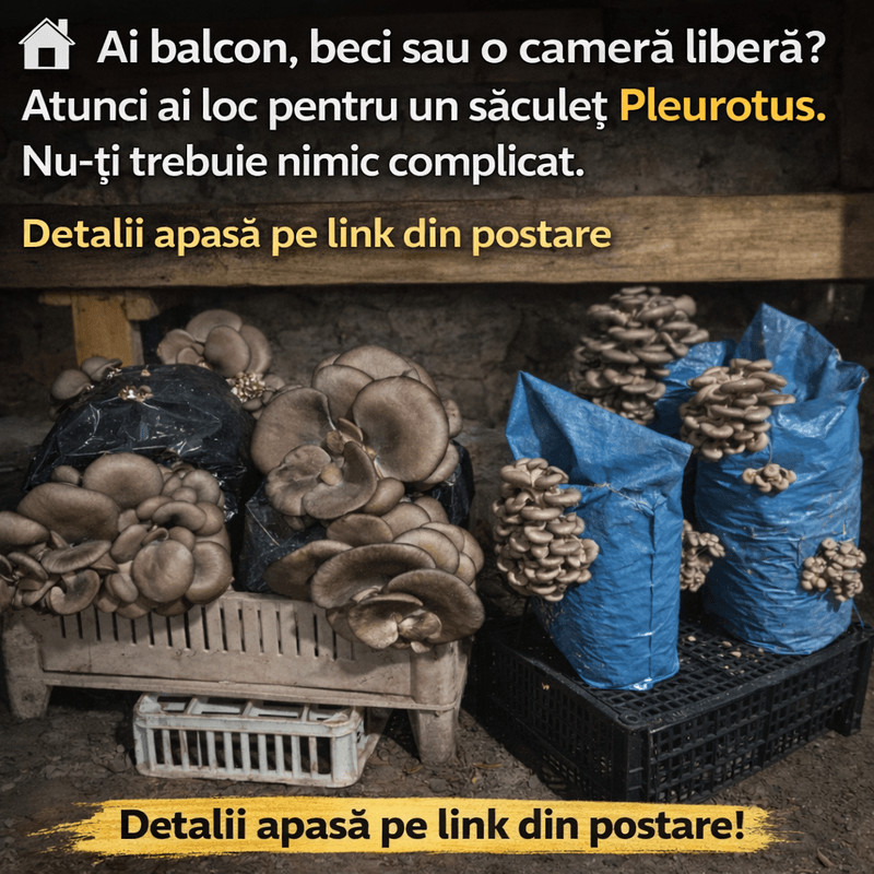 Casa si Gradina - Gradinarit si plante - Plante si ghivece - Bulbi, seminte si rasaduri - Kit complet pentru cultivare Pleurotus Hobby - Infinity.ro
