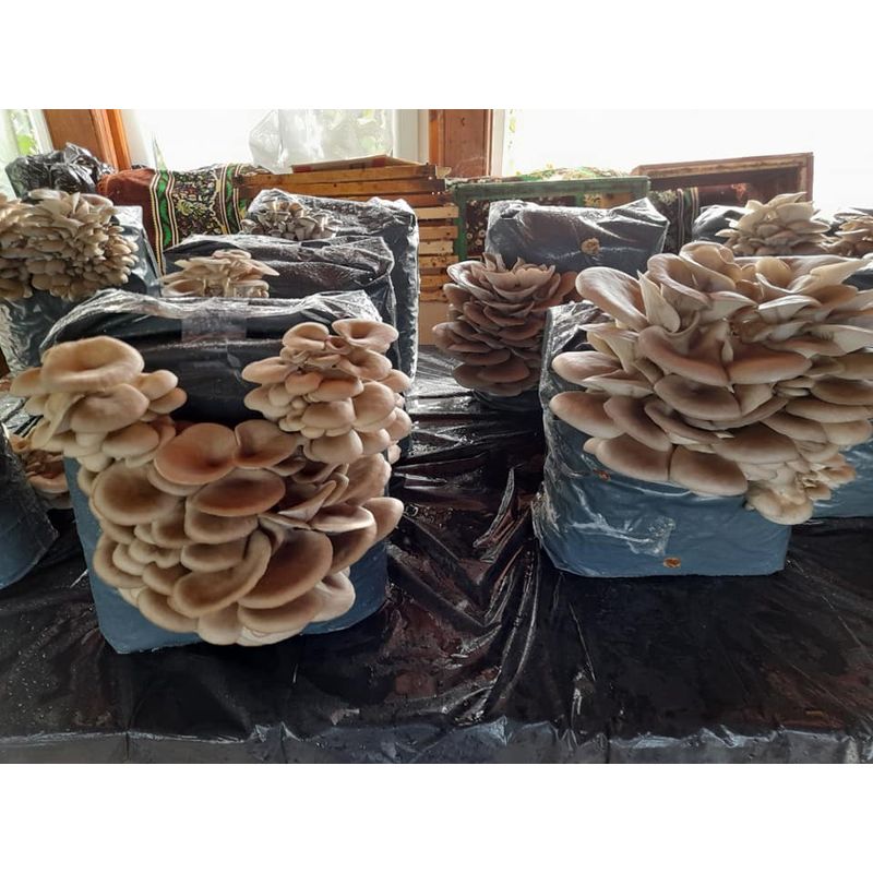 Casa si Gradina - Gradinarit si plante - Plante si ghivece - Bulbi, seminte si rasaduri - Kit complet pentru cultivare Pleurotus Incepator - Infinity.ro