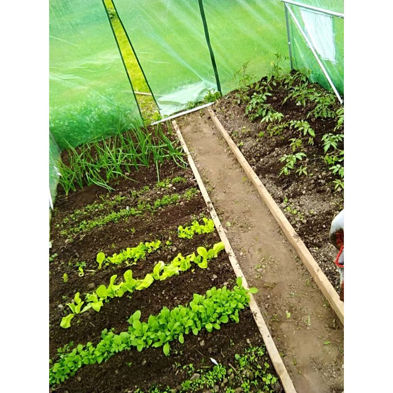 Casa si Gradina - Gradinarit si plante - Sere si solarii - Sera gradina tip tunel 250x400x200 cm, folie PE 140g/m2 UV4, 3 segmente, 6 ferestre rulante, usa blocabila, 10 mp, verde - Infinity.ro