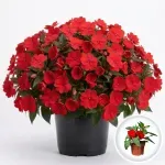 Casa si Gradina - Gradinarit si plante - Plante si ghivece - Plante in ghiveci - Planta Impatiens Tamarinda mix, H 25 cm - Infinity.ro