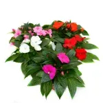 Casa si Gradina - Gradinarit si plante - Plante si ghivece - Plante in ghiveci - Planta Impatiens Tamarinda mix, H 25 cm - Infinity.ro