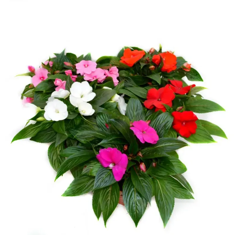 Casa si Gradina - Gradinarit si plante - Plante si ghivece - Plante in ghiveci - Planta Impatiens Tamarinda mix, H 25 cm - Infinity.ro