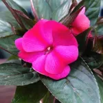 Casa si Gradina - Gradinarit si plante - Plante si ghivece - Plante in ghiveci - Planta Impatiens Tamarinda mix, H 25 cm - Infinity.ro