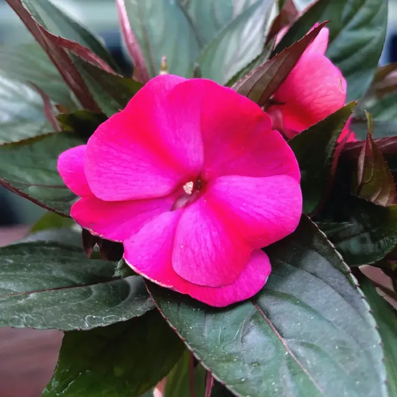Casa si Gradina - Gradinarit si plante - Plante si ghivece - Plante in ghiveci - Planta Impatiens Tamarinda mix, H 25 cm - Infinity.ro