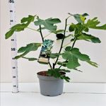 Casa si Gradina - Gradinarit si plante - Plante si ghivece - Pomi,arbusti si butasi - Smochin Brown Turkey, H 60 cm - Infinity.ro