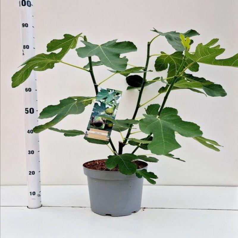 Casa si Gradina - Gradinarit si plante - Plante si ghivece - Pomi,arbusti si butasi - Smochin Brown Turkey, H 60 cm - Infinity.ro