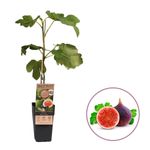 Casa si Gradina - Gradinarit si plante - Plante si ghivece - Pomi,arbusti si butasi - Smochin Brown Turkey, H 60 cm - Infinity.ro
