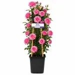 Casa si Gradina - Gradinarit si plante - Plante si ghivece - Plante in ghiveci - Tradafir urcator, culoare roz, H 50 cm - Infinity.ro