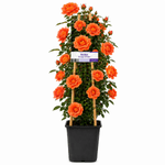 Casa si Gradina - Gradinarit si plante - Plante si ghivece - Plante in ghiveci - Trandafir urcator, culoare portocaliu, H 50 cm - Infinity.ro