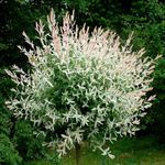 Casa si Gradina - Gradinarit si plante - Plante si ghivece - Plante in ghiveci - Salix Integra Hukoro, H 100 cm - Infinity.ro