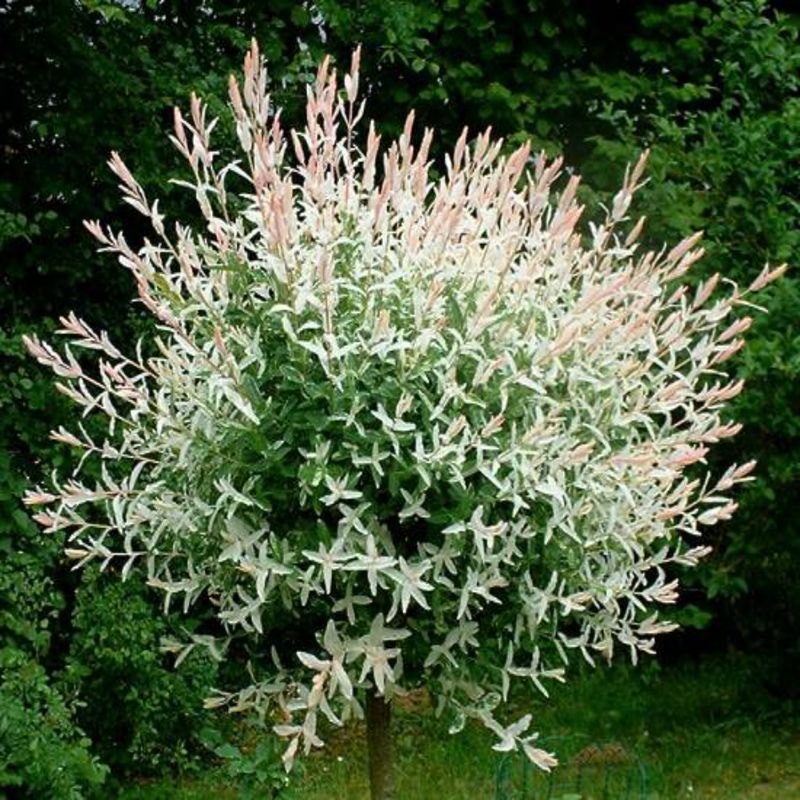 Casa si Gradina - Gradinarit si plante - Plante si ghivece - Plante in ghiveci - Salix Integra Hukoro, H 100 cm - Infinity.ro