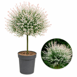 Casa si Gradina - Gradinarit si plante - Plante si ghivece - Plante in ghiveci - Salix Integra Hukoro, H 100 cm - Infinity.ro