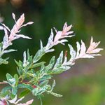 Casa si Gradina - Gradinarit si plante - Plante si ghivece - Plante in ghiveci - Salix Integra Hukoro, H 100 cm - Infinity.ro