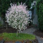 Casa si Gradina - Gradinarit si plante - Plante si ghivece - Plante in ghiveci - Salix Integra Hukoro, H 100 cm - Infinity.ro