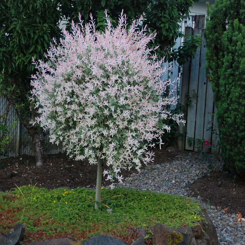 Casa si Gradina - Gradinarit si plante - Plante si ghivece - Plante in ghiveci - Salix Integra Hukoro, H 100 cm - Infinity.ro