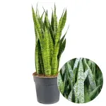 Casa si Gradina - Gradinarit si plante - Plante si ghivece - Plante in ghiveci - Planta Sansevieria Zeylanica, H 50 cm - Infinity.ro