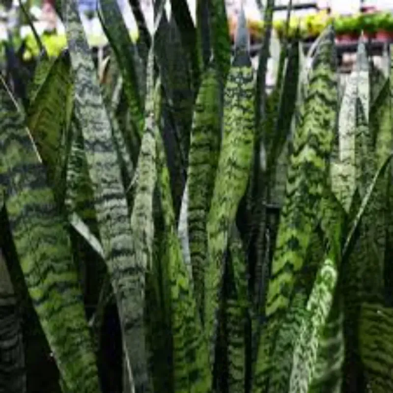 Casa si Gradina - Gradinarit si plante - Plante si ghivece - Plante in ghiveci - Planta Sansevieria Zeylanica, H 50 cm - Infinity.ro