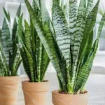 Casa si Gradina - Gradinarit si plante - Plante si ghivece - Plante in ghiveci - Planta Sansevieria Zeylanica, H 50 cm - Infinity.ro