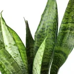 Casa si Gradina - Gradinarit si plante - Plante si ghivece - Plante in ghiveci - Planta Sansevieria Zeylanica, H 50 cm - Infinity.ro