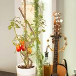 Casa si Gradina - Gradinarit si plante - Plante si ghivece - Ghivece si suporturi - Stalpi ajustabili pentru sprijin plante de casa, set 3x76 cm - Infinity.ro